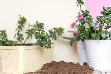 Gardening at home. Flower planting. Flowers in pots, soil, stems and roots.