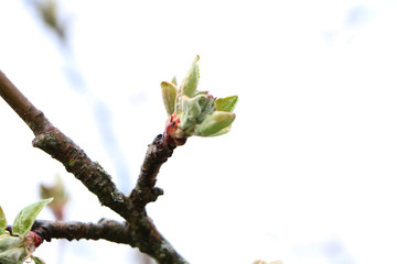 Spring landscape of trees against the sky.