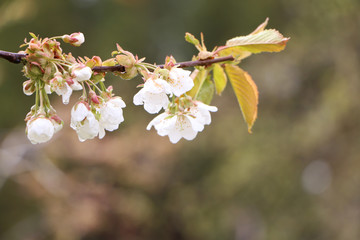 Beautiful sakura flower in bloom after rain.