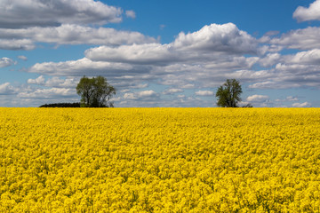 Obraz premium Rzepakowe pola, Podlasie, Polska