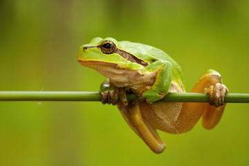 Struggling european tree frog, hyla arborea, holding on grass blade in wetland. Little green amphibian on vegetation in summer nature from front view.