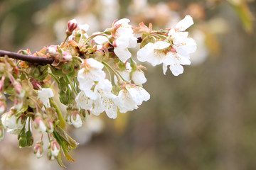 Beautiful sakura flower in bloom after rain.