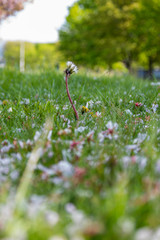 Dandelion at the Sighthill Park in Edinburgh