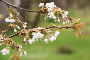 Beautiful sakura flower in bloom after rain.