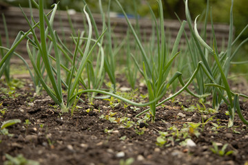 Onion plant growing in garden