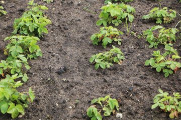 Strawberry bush in the garden.