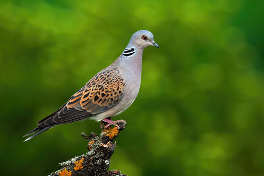 Alert european turtle dove, streptopelia turtur, standing on branch and stretching neck in summer forest with blurred green background. Wild bird perched in treetop from side view with copy space