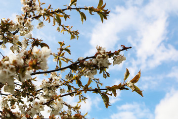 Close-up - Beautiful sakura flower in bloom after rain.