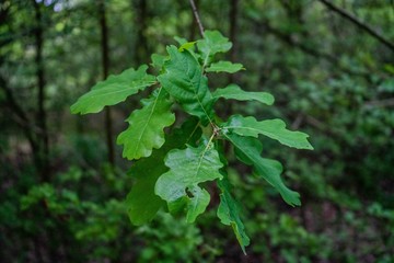 green maple leaves