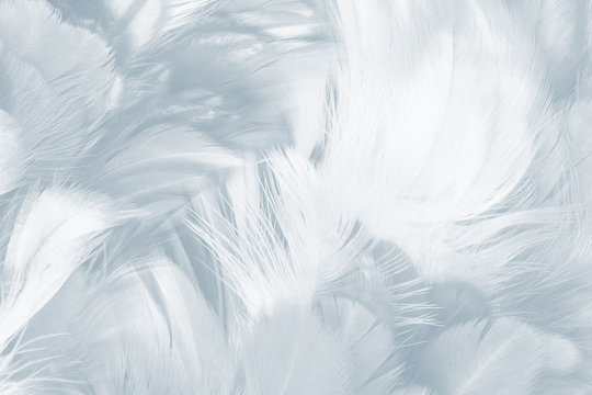 Beautiful White Baby Blue Colors Pastel Tone Feather Pattern Texture Cool Background For Decorative Design Wallpaper And Other