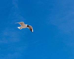 seagull in the blue sky