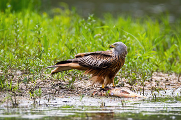 Red kite, milvus milvus, sitting on dead fish and feeding on riverbank in summer with green grass in background. Bird of prey in floodplain forest with a catch. Animal hunter in nature.