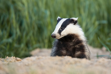 Badger, Meles meles, single mammal at dusk