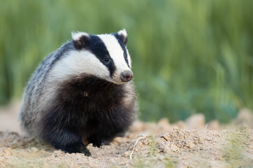 Badger, Meles meles, single mammal at dusk