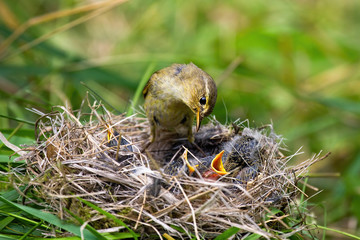 Naklejka na ściany i meble Willow warbler, phylloscopus trochilus, feeding little chicks on nest in summer nature. Family of wild bird with brown and yellow plumage breeding. Mother animal with young offsprings.