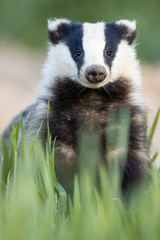 Badger, Meles meles, single mammal at dusk © szczepank