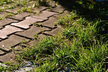 Grass sprout through paving block walkway.