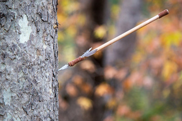 Arrow hit a tree in a forest