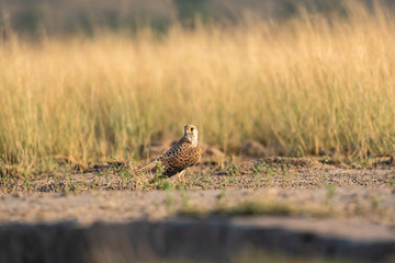 common kestrel or eurasian kestrel or falco tinnunculus ground perched at tal chhapar sanctuary, rajasthan, india
