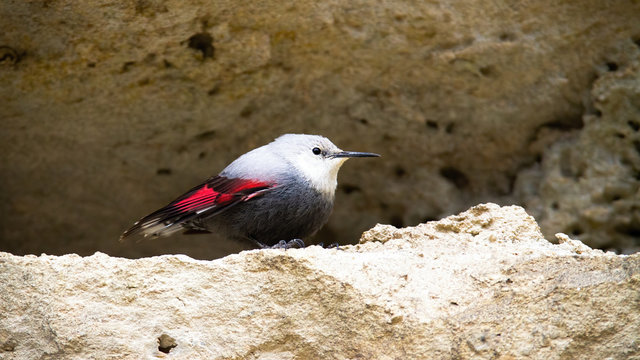 Rare wallcreeper, tichodroma muraria, with grey and red plumage sitting in ridge of mountain wall. Wild bird in rocky environment of high altitude. Animal wildlife in nature.
