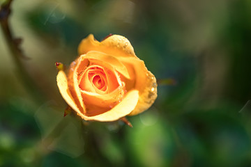 beautiful orange rose with water drops in closeup. Extreme close-up of a beautiful rose with dewdrops.