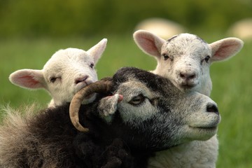 lamb and sheep