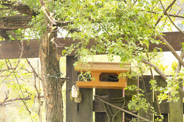 woodpecker at a bird box 