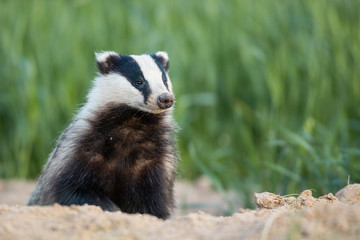 Badger, Meles meles, single mammal at dusk