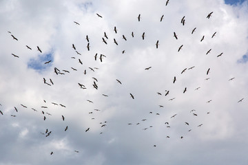 Stork migration. blue sky and white clouds  background.