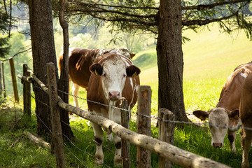 cow standing behind a fence in the forest
