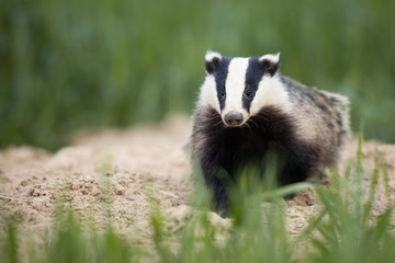 Badger, Meles meles, single mammal at dusk