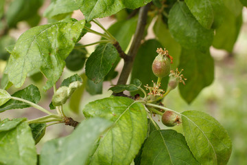 Fruits of immature apples on the branch of tree.
