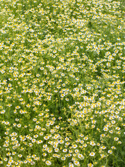 Matricaria chamomilla with blooming flowers on meadow.