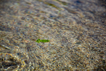 green frog in water close up