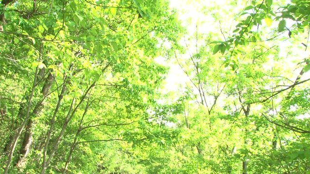 Eary summer forest. Tiny road. Pan down.