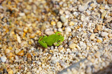 green frog in water close up