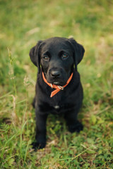 Fototapeta na wymiar black labrador puppy