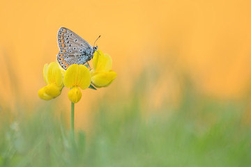 When dawn breaks, amazing portrait of Common blue butterfly (Polyommatus icarus)