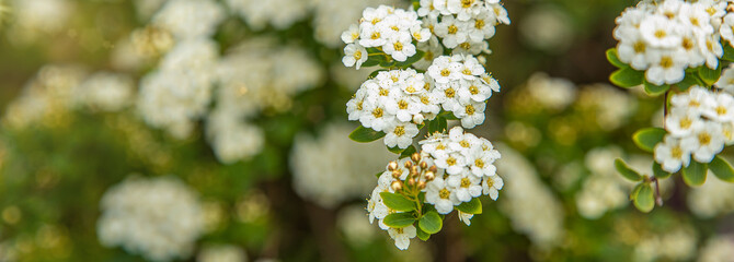 Spirea Thunbergia. Blooming in spring