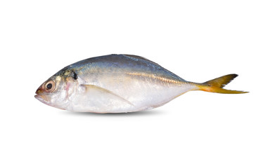 whole round fresh horse mackerel on white background