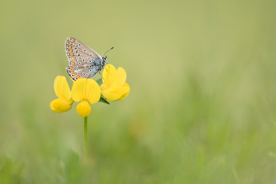 Beautiful portrait of Common blue butterfly (Polyommatus icarus)