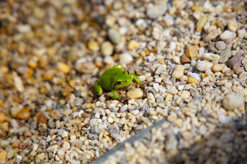 green frog in water close up