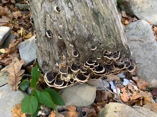 mushrooms on a tree