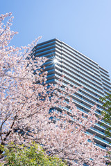 マンションと桜