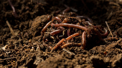 Earthworms or nightcrawler in fertile soil from farm