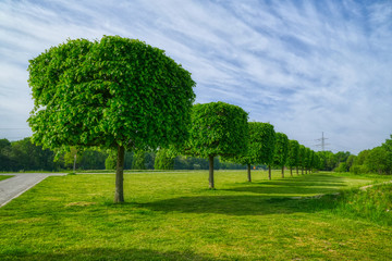 Fototapeta na wymiar Getrimmte Bäume in einem öffentlichen Park in Gelsenkirchen