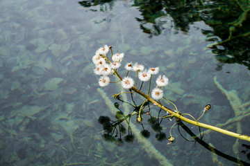 Branch of white flowers in mountain lake water, reflecting itself on the surface, filmed at Plitvice national park in Croatia