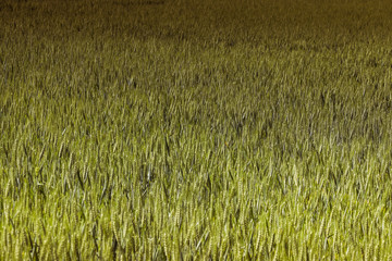 Green wheat in the field. french landscape