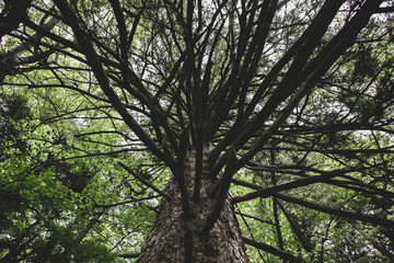Dramatic pine tree branches formation