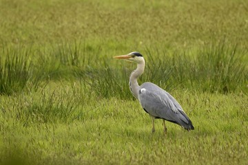 grey heron ardea cinerea